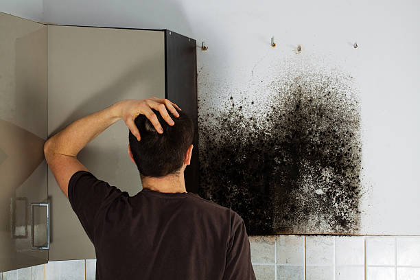 Best Mold Removal and Inspection  in Francis, UT