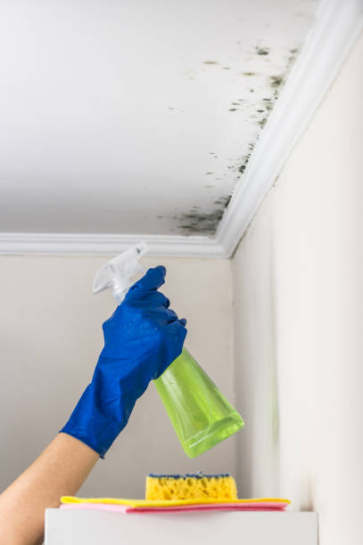 Best Attic Mold Removal  in Francis, UT